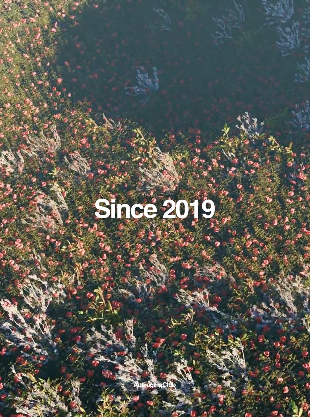 Since 2019